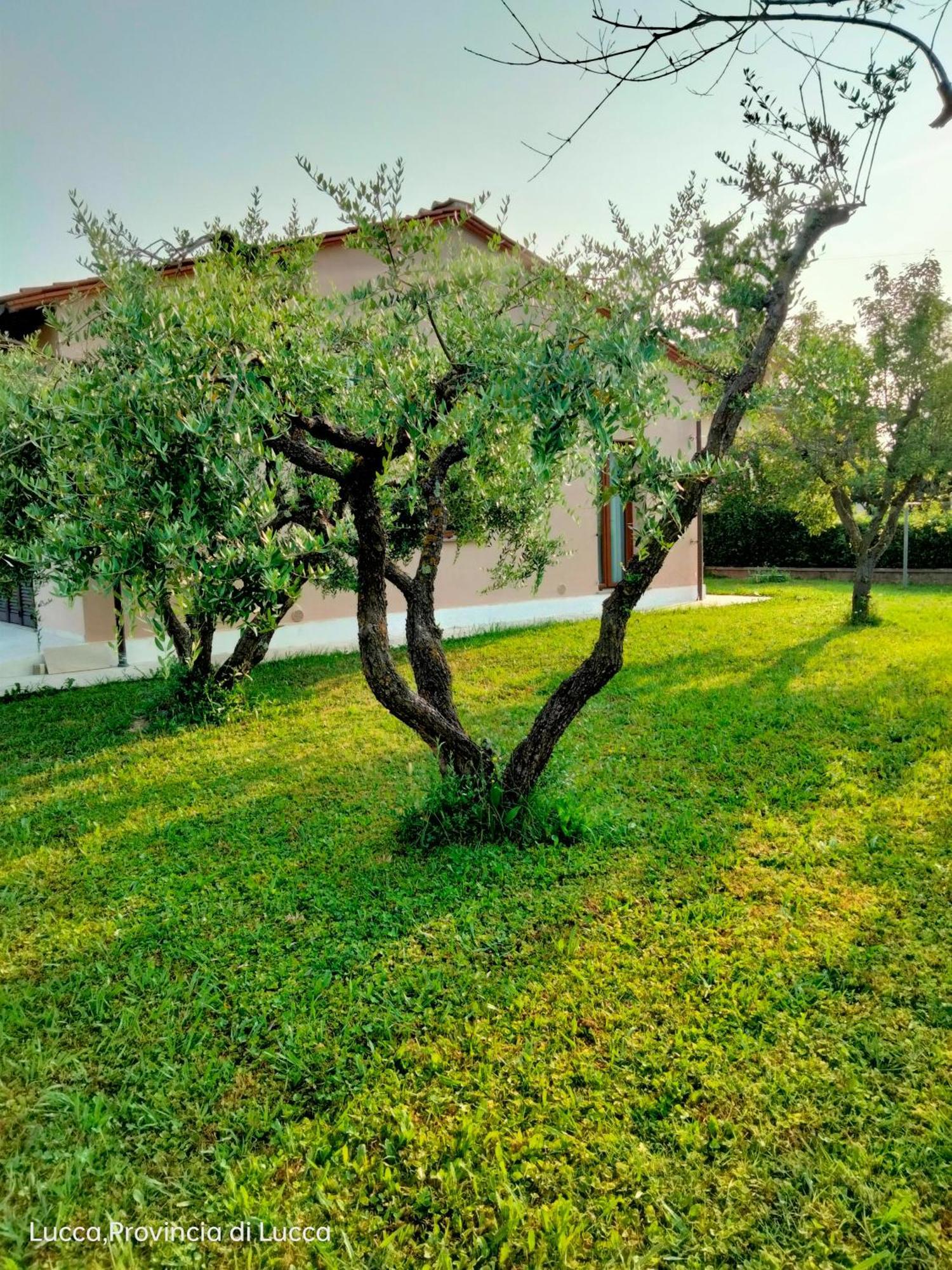 Il Melograno Apartment Lucca Exterior photo